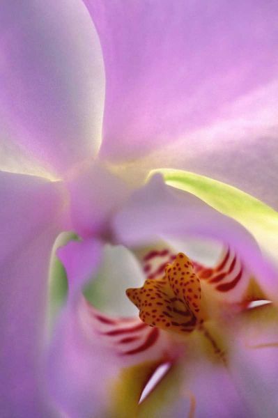 Georgia, Alpharetta Backlit phalaeonopsis orchid
